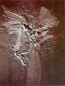 始祖鸟(Archaeopteryx)
