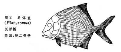 扁体鱼(Platysomus)复原图  英国，晚二叠世
