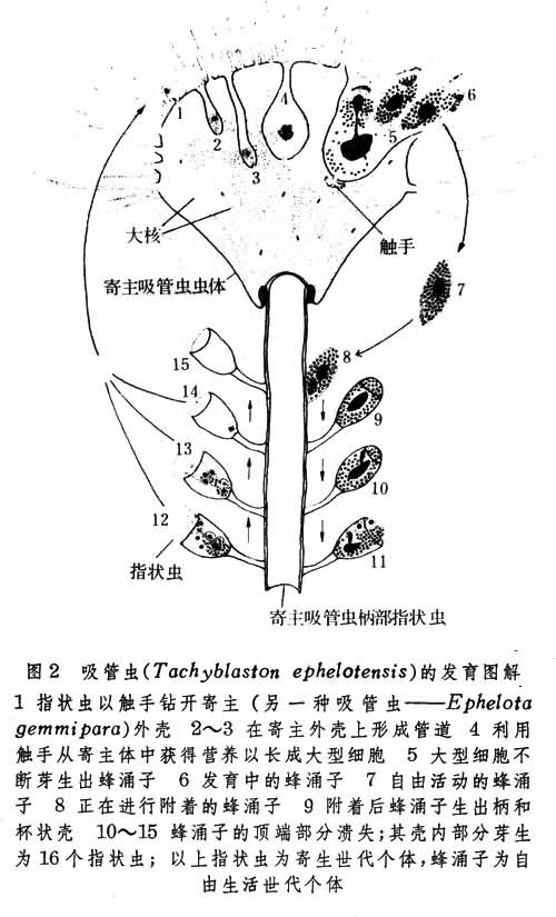 吸管虫 (Tachyblaston ephelotensis)的发育图解