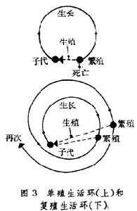 单殖生活环(上)和复殖生活环（下）