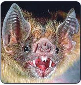 吸血蝙蝠,vampire bat,在线英语词典,英文翻译,