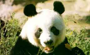 幼龄大熊猫,young giant panda,音标,读音,翻译,