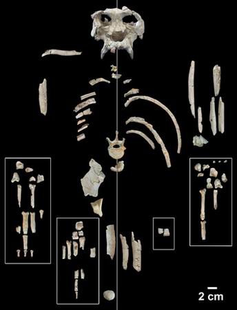 西班牙发现现代巨猿和人类的最近祖先(组图)(2)