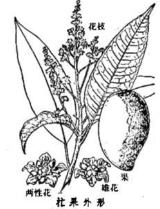 火龙果(Hylocereus undatus Britt & Rose),Hyloc