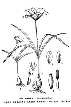 伊犁郁金香,Tulipa iliensis Regel,音标,读音,翻译