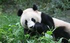 勿角大熊猫自然保护区