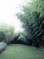 竹类植物园