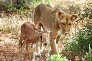 桑布鲁野生动物保护区