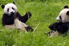 彭州白水河国家级大熊猫自然保护区