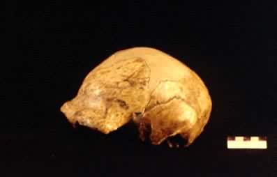北京人头盖骨,Beijing cranium fossil,音标,读音,