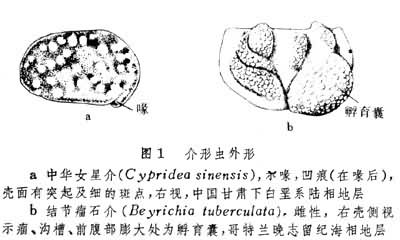介形纲(化石),Ostracoda(fossil),音标,读音,翻译