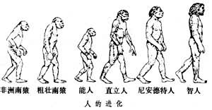 人的进化