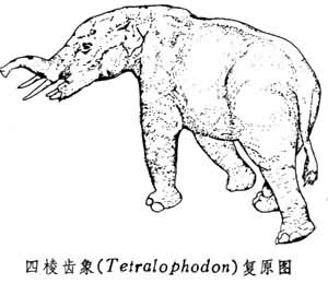 四棱齿象(Tetralophodon)复原图