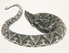 吻蝮蛇蛇毒,Agkistrodon acutus snake venom,音