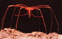 水中的节肢动物大海蜘蛛