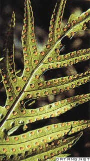 蕨类植物叶上的孢子襄群