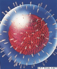 流行性感冒滤过性病毒模示图