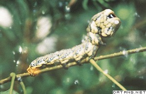 黄褐箩纹蛾（幼虫）