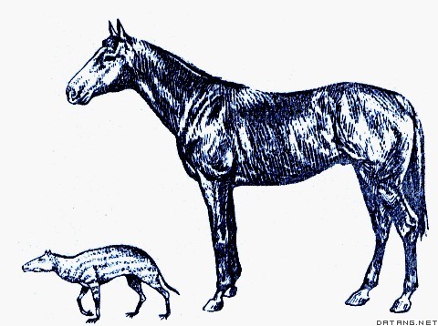 图1  始祖马和现代马的比较