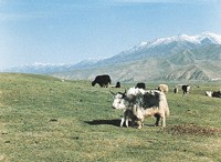 青藏高原上的牦牛