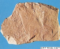 粘土岩标本