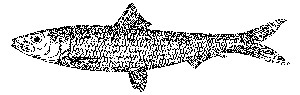 图1  远东拟沙丁鱼