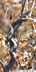 蛇岛的树枝经常栖息着蝮蛇