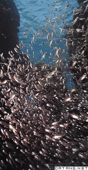 集群鱼靠群体游动干扰天敌的视线