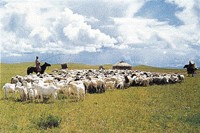 中国内蒙古草原上的羊群