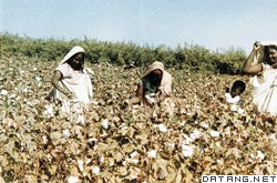 苏丹棉花丰收
