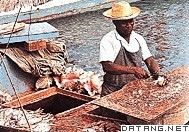 从事渔业的巴哈马人