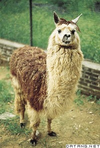 羊驼毛大衣,a coat of alpaca hair.,音标,读音,翻