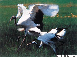 扎龙国家自然保护区内的丹顶鹤