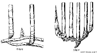 竹类植物的地下茎类型