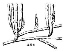 竹类植物的地下茎类型