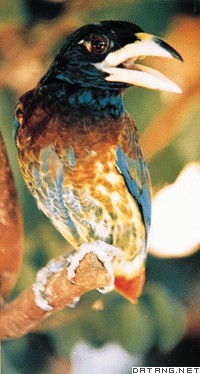 大擬啄木鸟