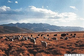 青藏高原上的草原动物群