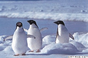 分布在南极大陆上的企鹅
