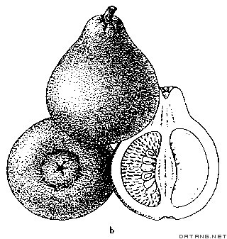 图2  柚