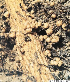 根瘤菌侵入豆植物的根形成的根瘤