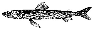 叉斑狗母鱼