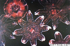 海月水母的碟状幼虫