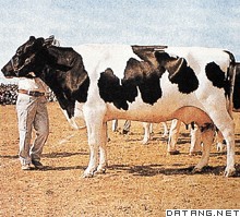 荷兰黑白花牛
