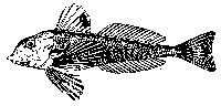 短鳍红娘鱼