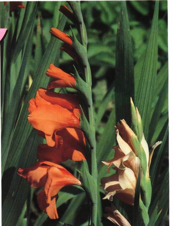 唐菖蒲伯克霍尔德菌,Burkholderia gladioli,音标