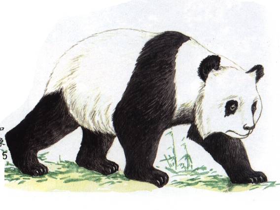 熊猫英语怎么读