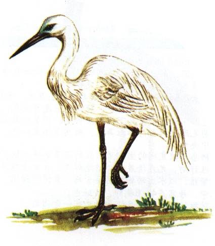 大白鹭,Egretta alba Linnaeus,音标,读音,翻译,英