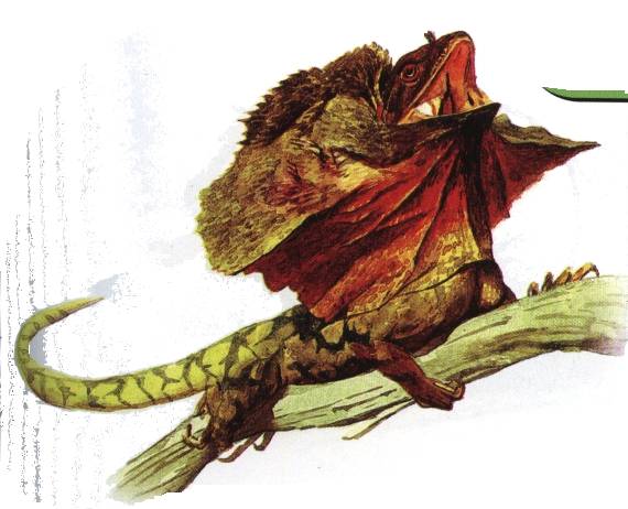 斗篷蜥,Chalamydosaurus Kingii Gray,音标,读音